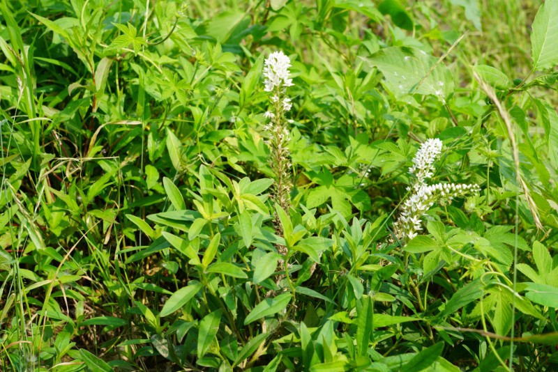 004-2-狼尾花、以前叫虎尾草-DSC02282