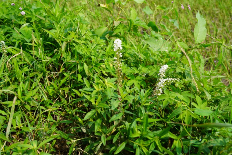 005-1-狼尾花-杜鵑花目-報春花科-珍珠菜屬DSC02281