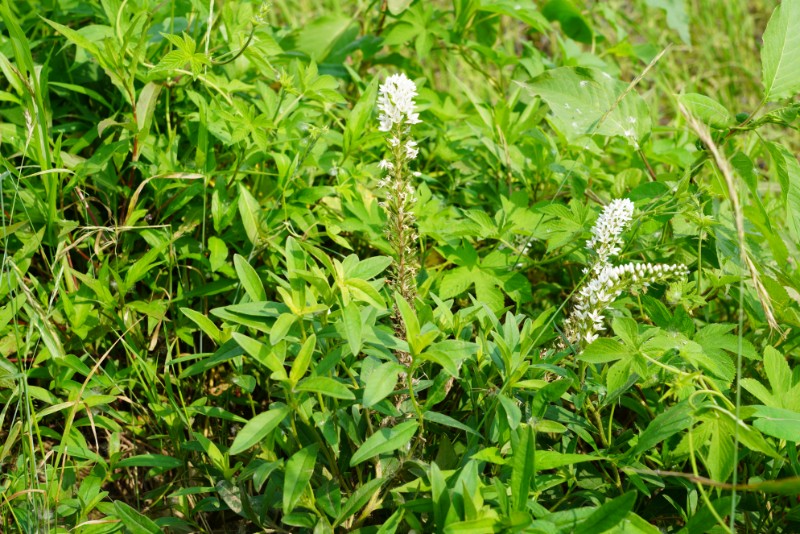 001--狼尾花、以前叫虎尾草-DSC02282