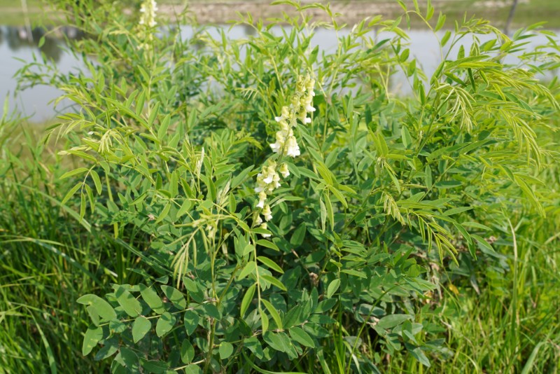 003-苦參-1-豆目-豆科、苦參屬DSC02244