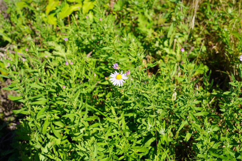 001-1-紫菀-木兰纲、菊目、菊科、紫菀属-DSC03482