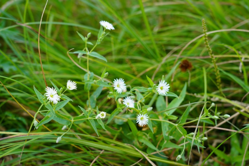 000-3-繸瓣繁缕-木兰纲、石竹目、石竹科、繁缕属-DSC03612