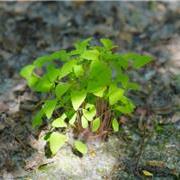 扛板归对维护松花江湿地生物多样性的生态作用