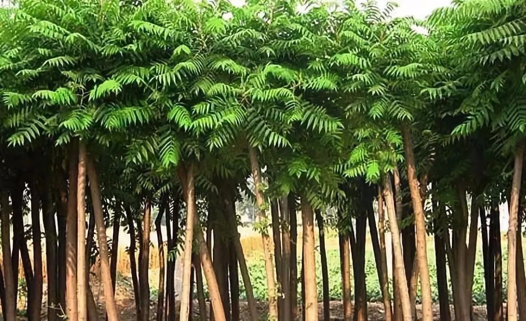 十大抗污染绿化树种