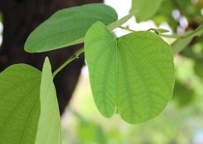 为什么香港市花紫荆花和我们认识的紫荆不一样?