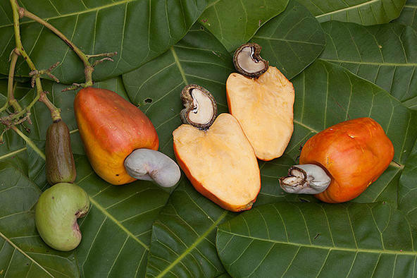 cashew fruit edible
