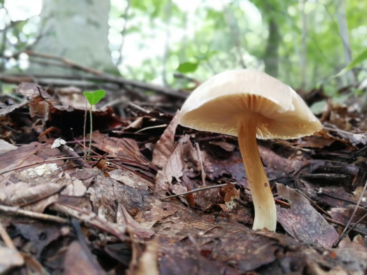 山中蘑菇多 - 中国自然保护区生物标本资源共享平台