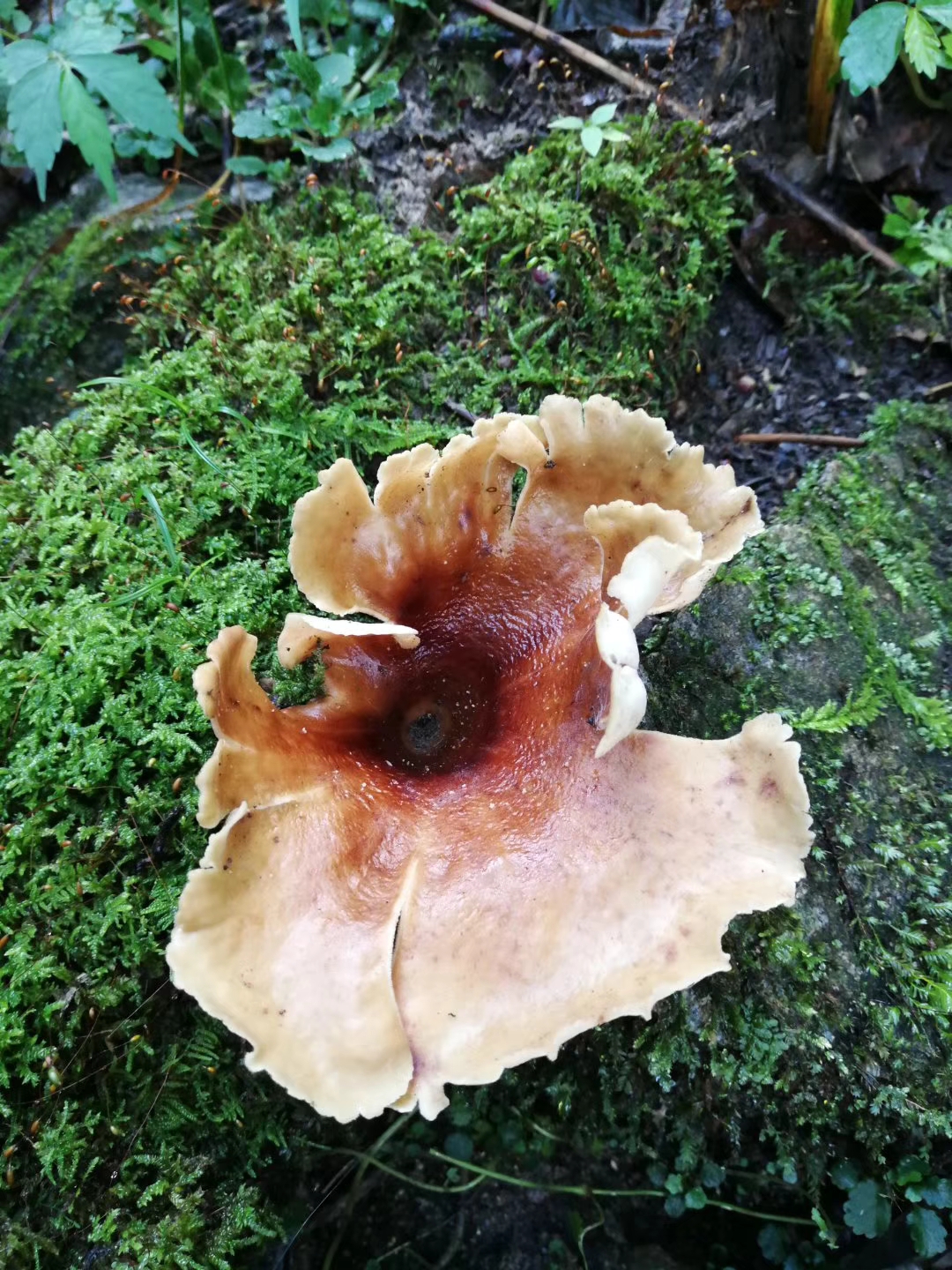 500g福建古田农家种植香菇干货无根香菇干蘑菇冬菇肉厚新货批发-阿里巴巴