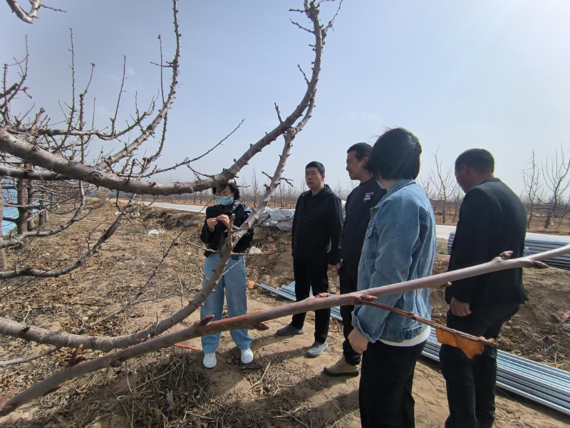 程亮副研究员在沙坡头区永康镇樱桃种植区进行技术指导。