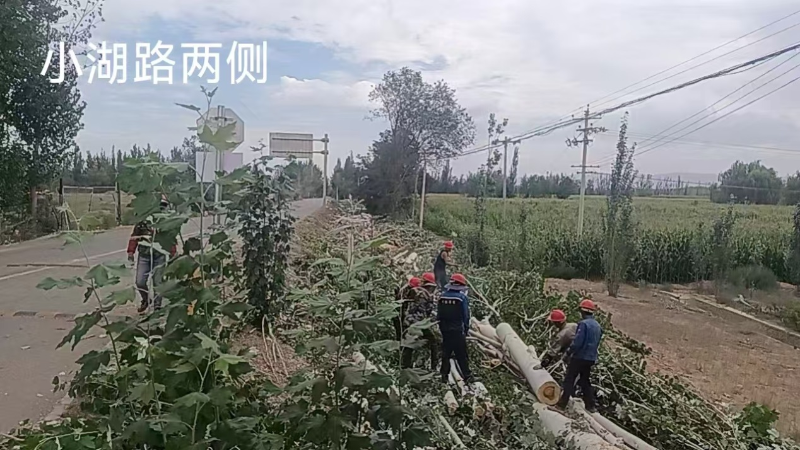 清理限制高度树木现场照片4