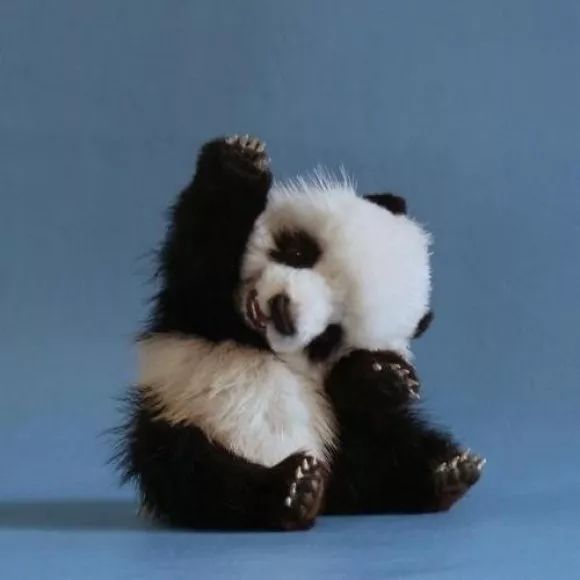 熊猫宝宝:"hi,我是小可爱!"