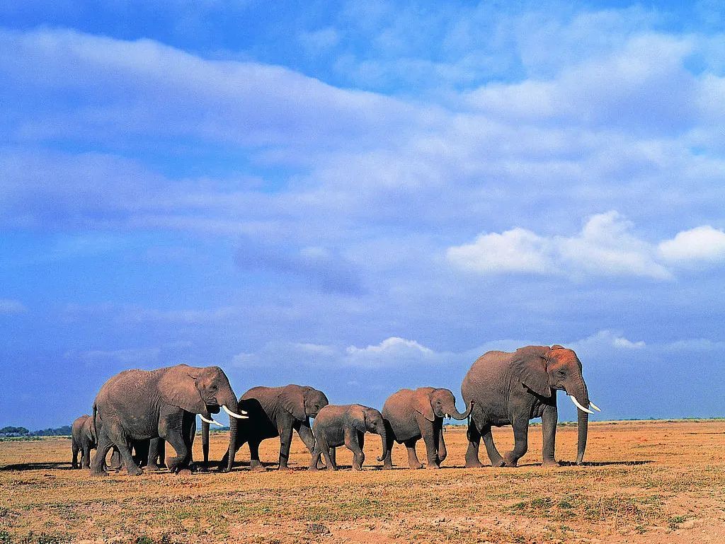 云南象群漫无目的地寻找出路-云南象群北迁-亚洲象群向北迁徙 - 见闻坊