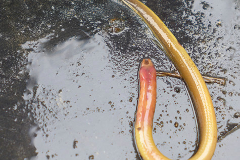 内蒙古毕拉河国家级自然保护区唯一圆口纲鱼类—雷氏七鳃鳗