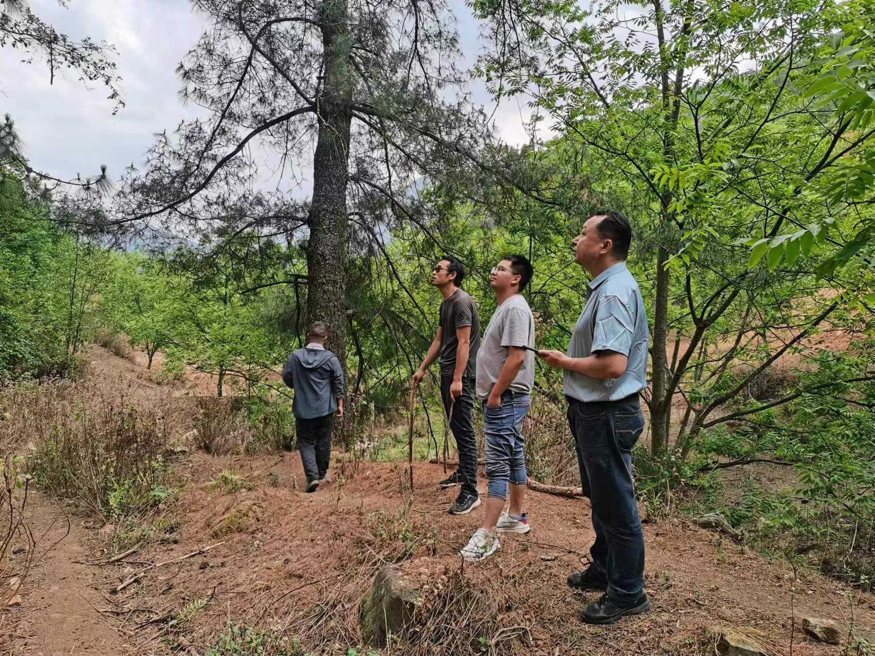 州林草局到我县检查指导森林抚育项目工作 - 关注森林