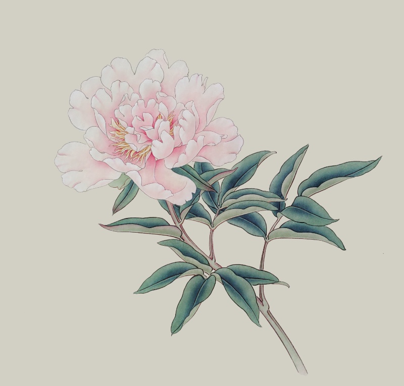 寫生芍藥