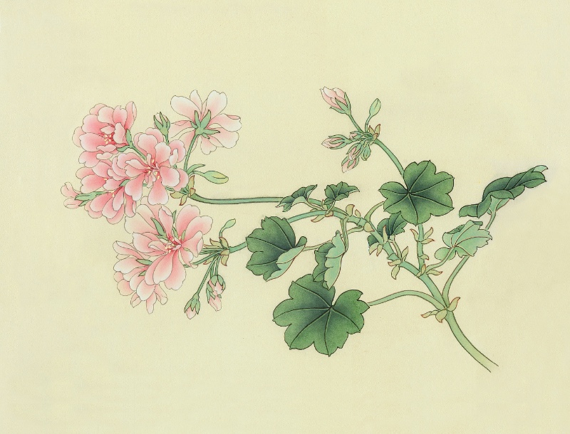 天竺葵寫生35.4x23cm