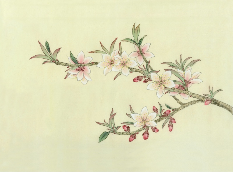 桃花