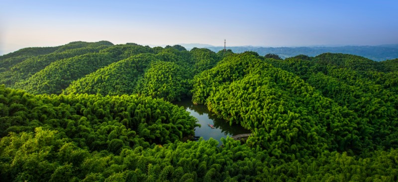 沐川縣人造竹林