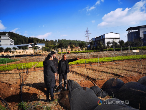 依托林业技术指导乡土树种保障性苗圃 基地科学育苗工作 Isenlin Cn