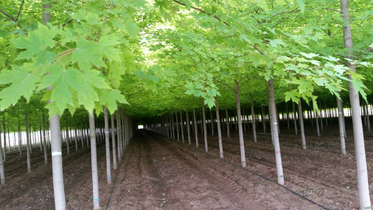 论绿化观赏苗木产业的标准化发展方向 - 弄潮儿 - 绿缘思潮 专业驿站