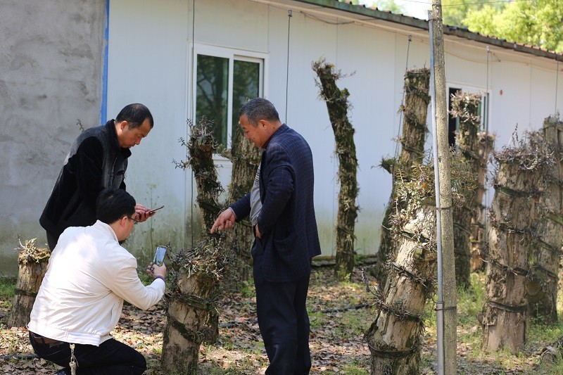 图为在轩斛生物科技有限公司铁皮石斛种植基地考察学习