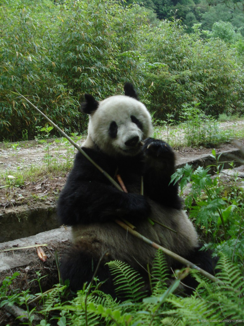 大熊猫 (2)