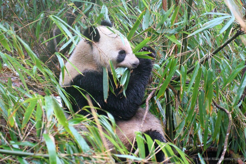 大熊猫取食巴山木竹的茎叶