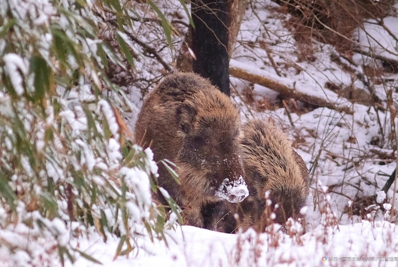 野猪在雪地里艰难觅食