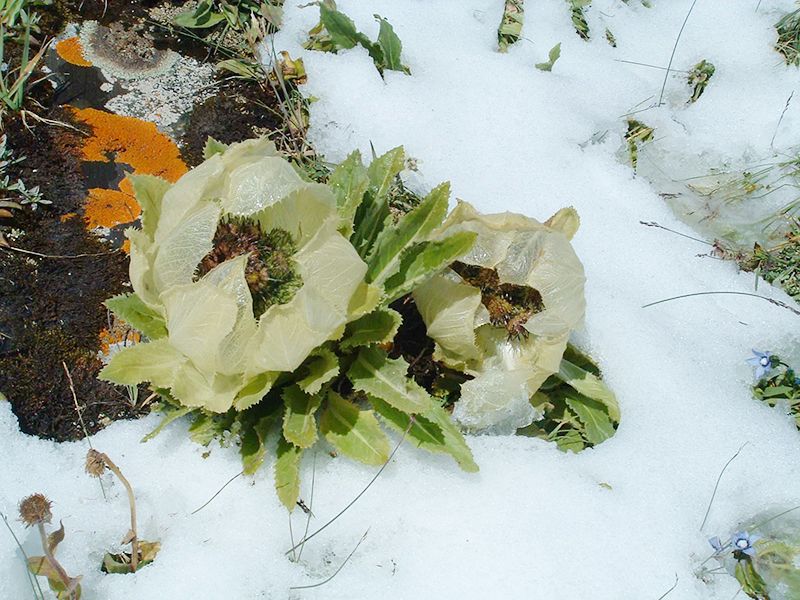 snow lotus