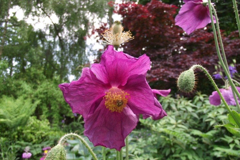 meconopsis-baileyi-hensol-violet-2