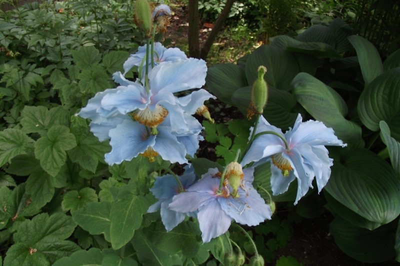 meconopsis-home-seed.
