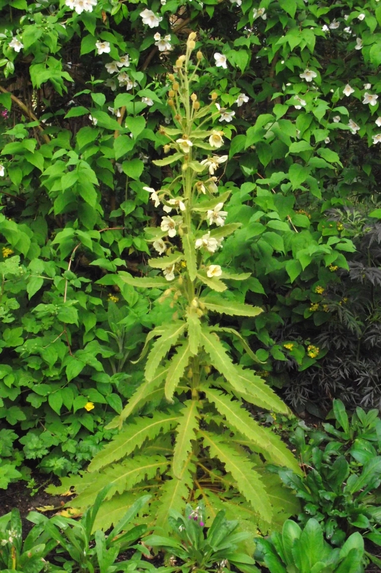 meconopsis-paniculata-ghunsa-group6