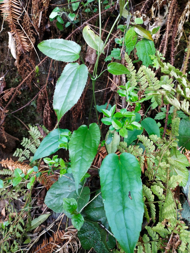 江西九岭山国家级自然保护区 单叶铁线莲