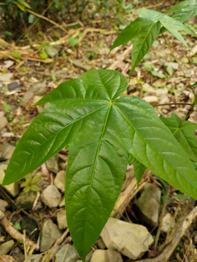 刺楸