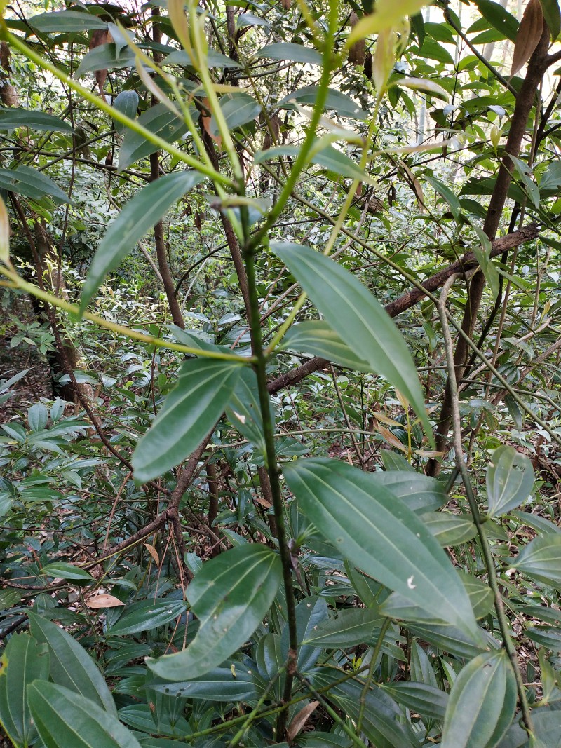 江西九岭山国家级自然保护区华南桂