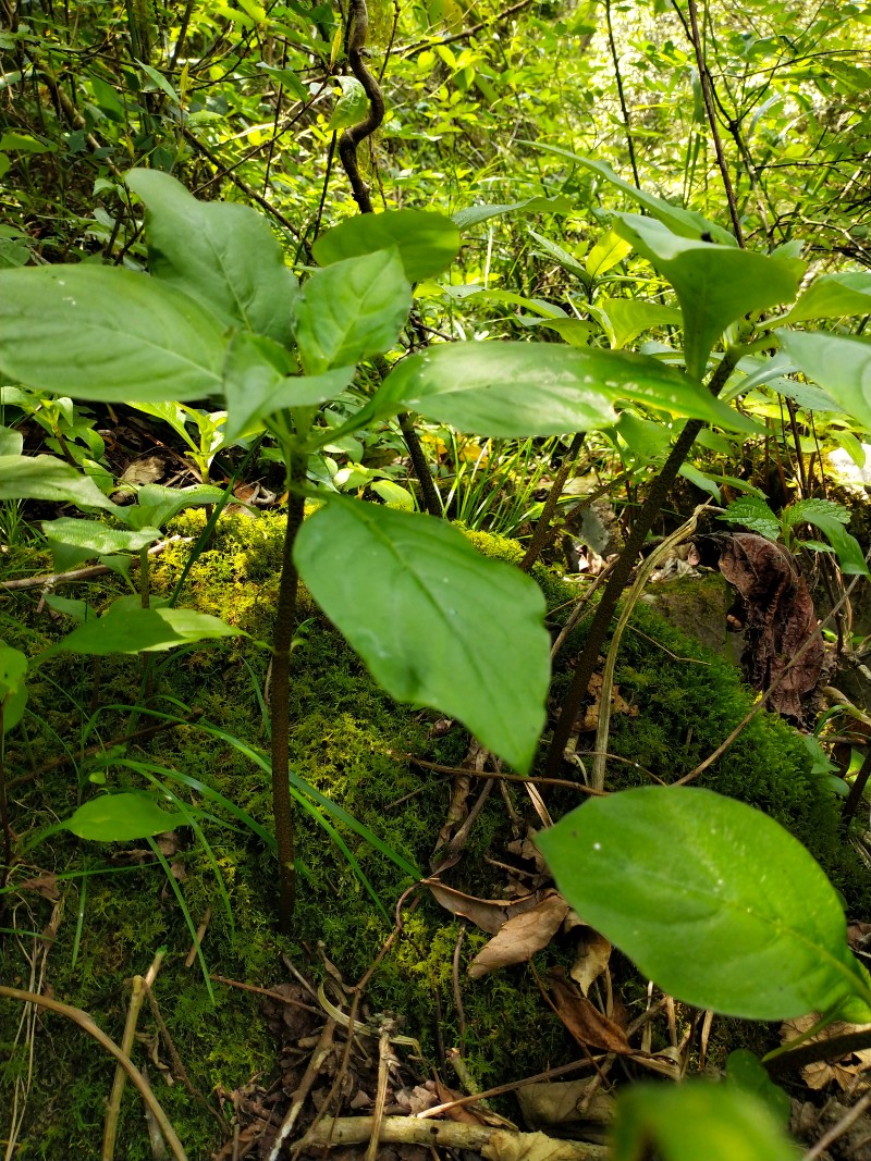 江西九岭山国家级自然保护区 降龙草