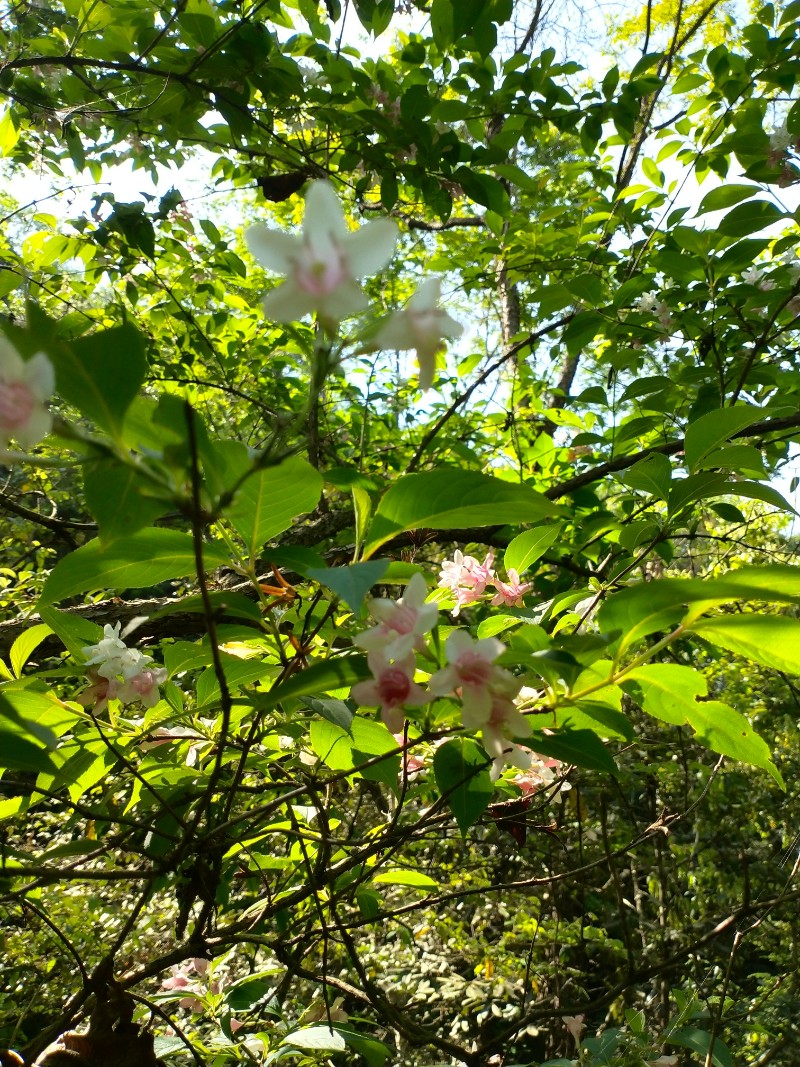 江西九岭山国家级自然保护区 半边月