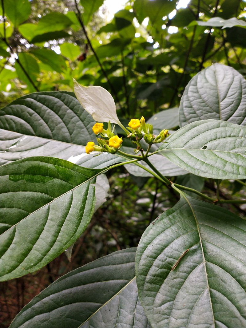 江西九岭山国家级自然保护区 黐花(大叶白纸扇)