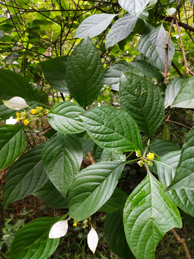 江西九岭山国家级自然保护区 黐花(大叶白纸扇)