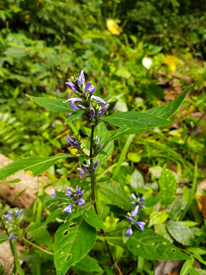 江西九岭山国家级自然保护区密花孩儿草