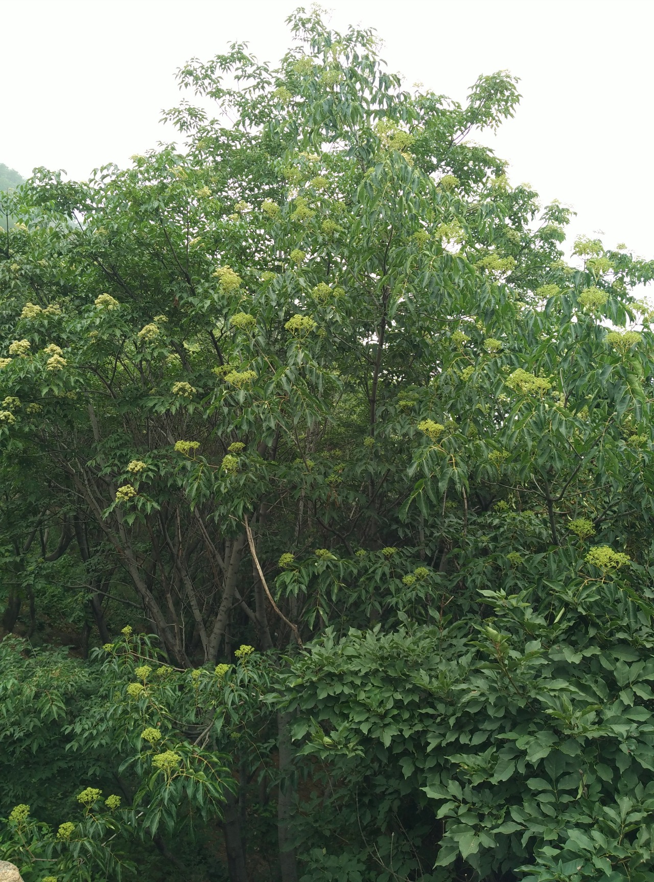 2016-7-12黑水河茣茱榆