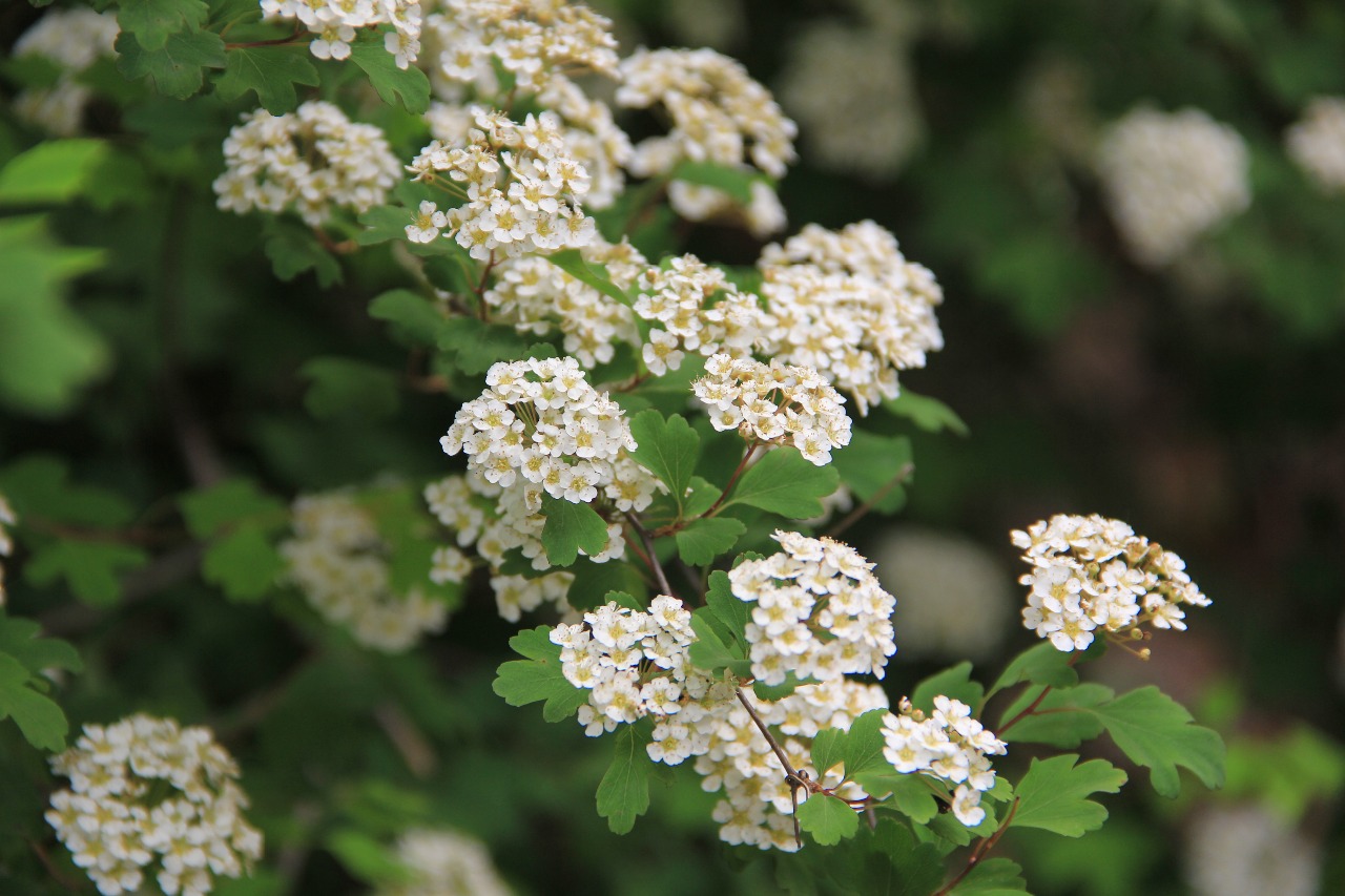 八仙山三裂绣线菊5