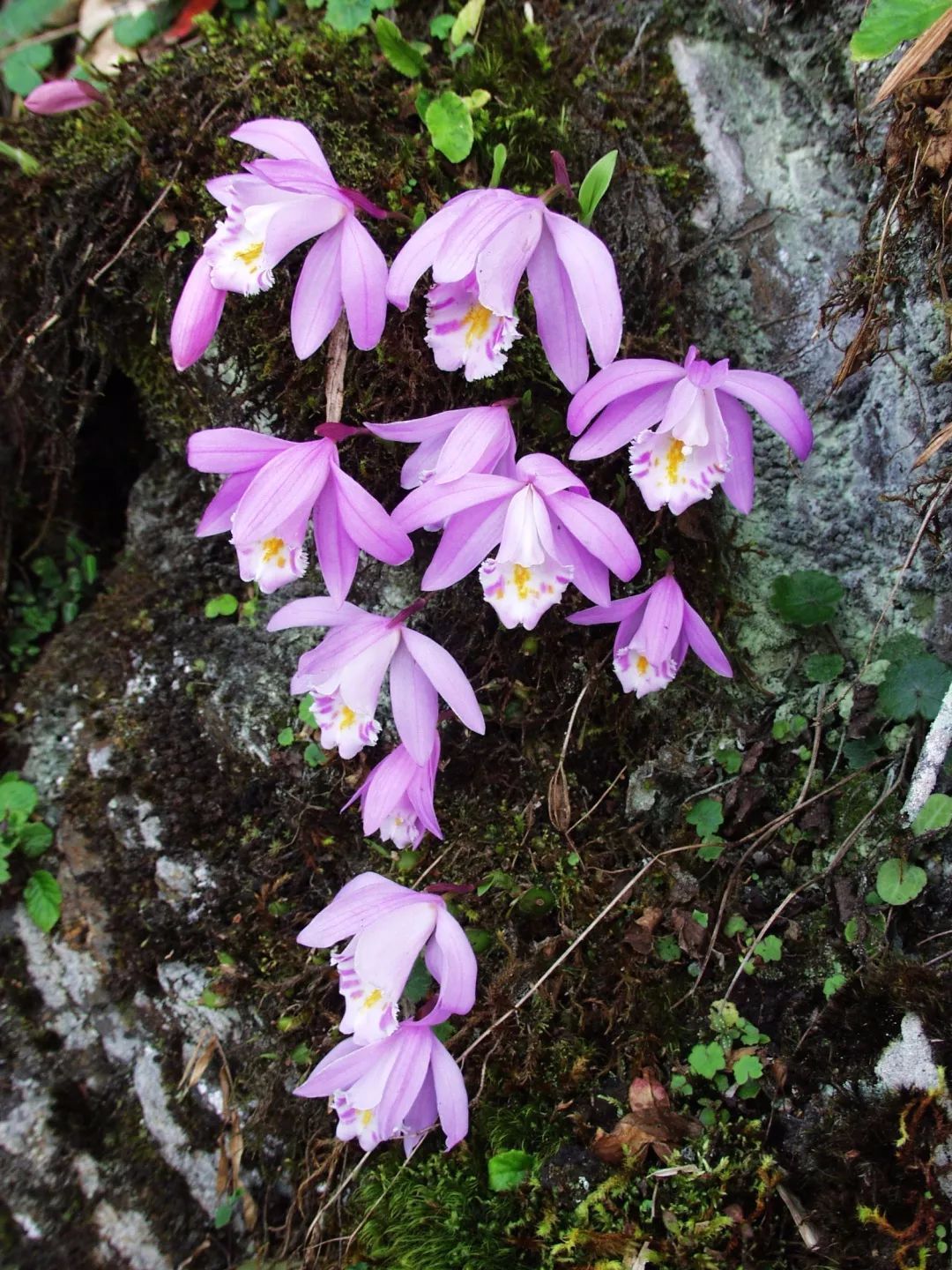 毛唇独蒜兰 pleione hookeriana