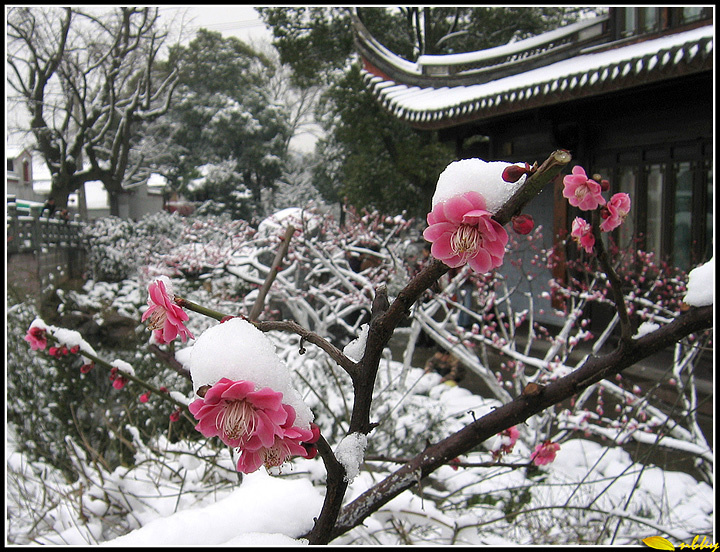 琵琶:《阳春白雪》