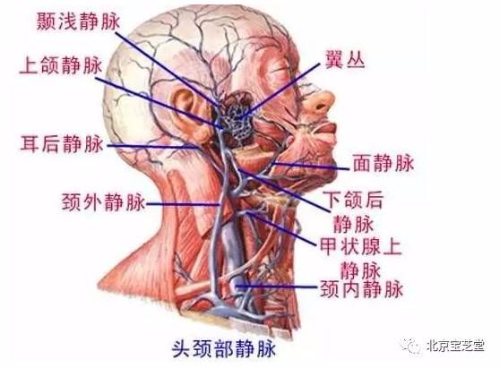 颈部有哪些肌肉,血管和神经?