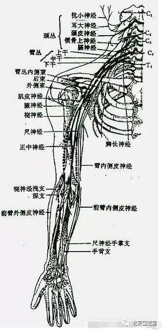 膈神经从颈部下降到胸腹腔之间.