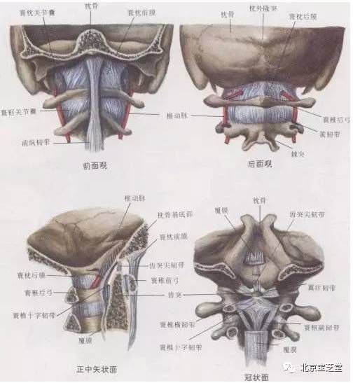 侧块上面有椭圆形关节凹,与枕骨髁构成寰枕关节,支撑颅骨;第2颈椎"