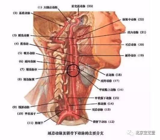 颈部大动脉