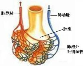 用ct来看看吸烟所导致的肺"众生相"