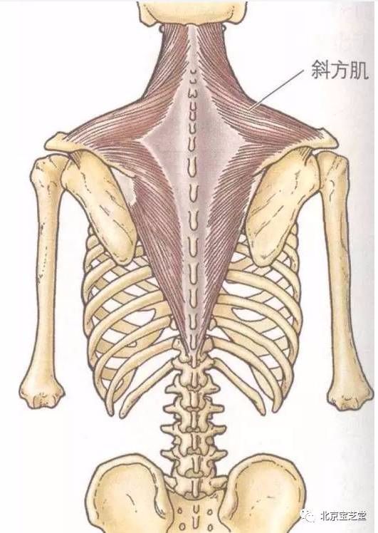颈部有哪些肌肉血管和神经